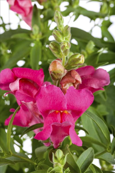 Antirrhinum majus