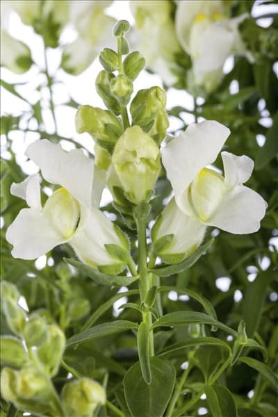 Antirrhinum majus