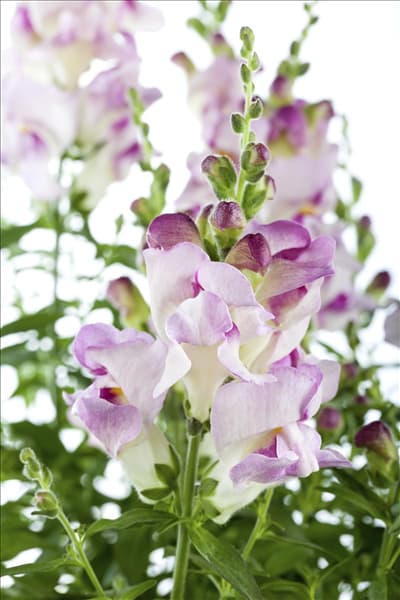Antirrhinum majus