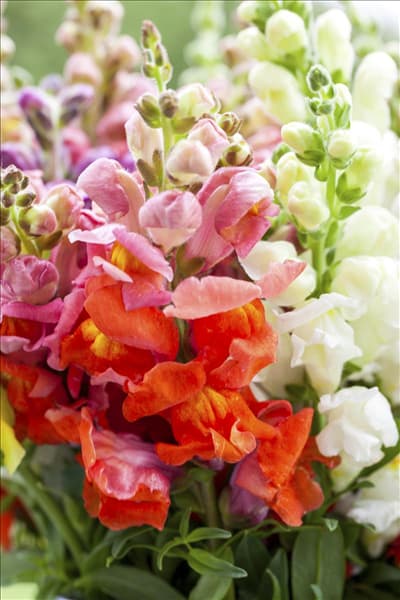 Antirrhinum majus
