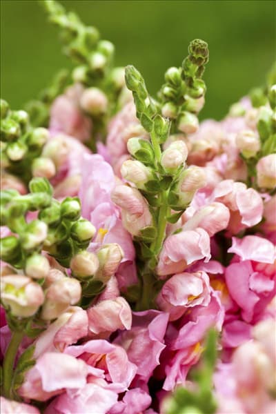 Antirrhinum majus
