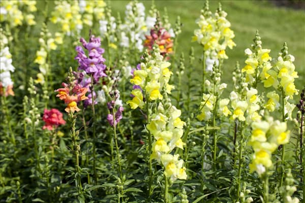 Antirrhinum majus