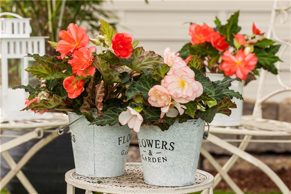 Begonia x tuberhybrida 'Perfume Dreams'