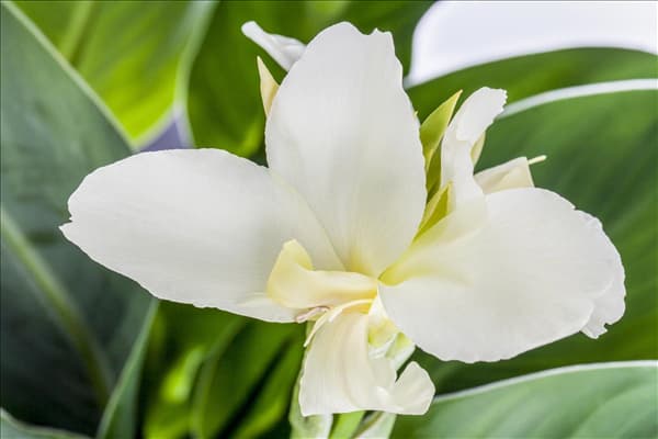 Canna indica 'Island Series'