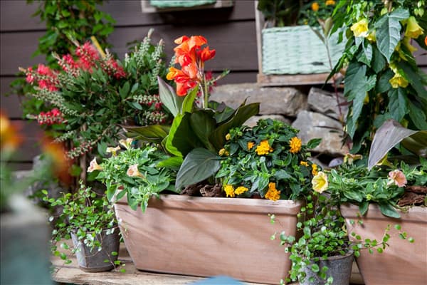 Canna indica