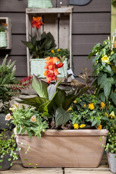 Canna indica