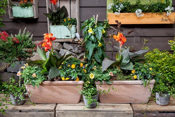 Canna indica