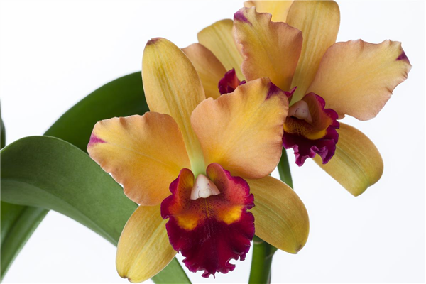 Cattleya