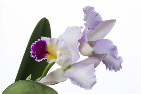 Cattleya (großblumig)