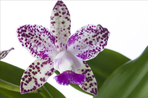 Cattleya (großblumig)