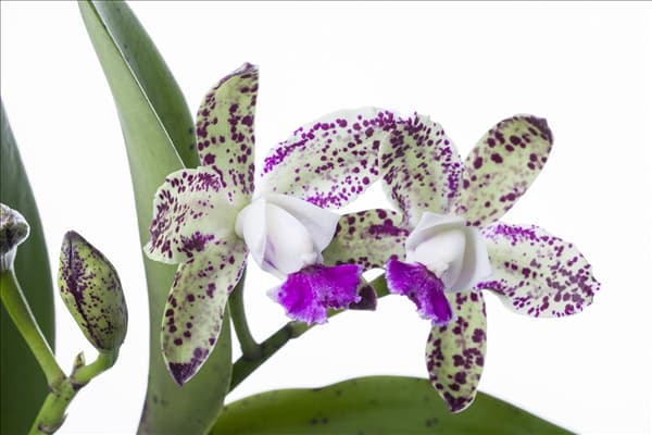 Cattleya (großblumig)