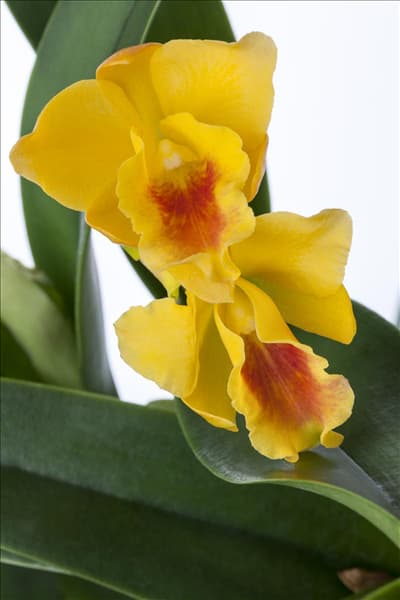 Cattleya (großblumig)