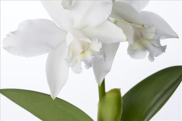 Cattleya (großblumig)