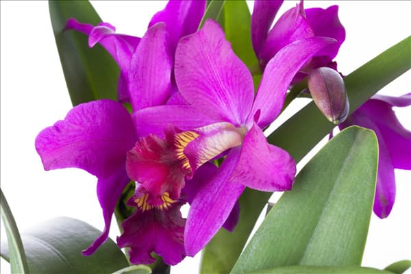 Cattleya (großblumig)