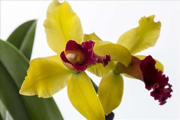 Cattleya