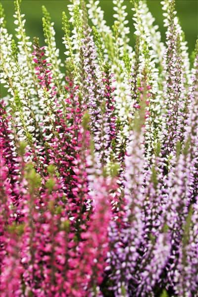 Calluna vulgaris Trio-Girls®
