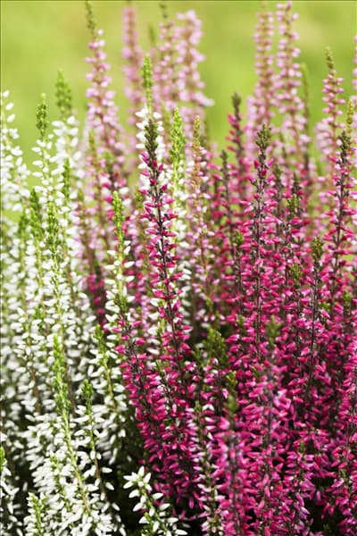 Calluna vulgaris Trio-Girls®