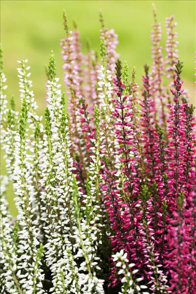 Calluna vulgaris Trio-Girls®