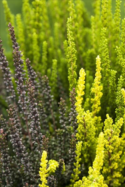 Calluna vulgaris Trio-Girls®