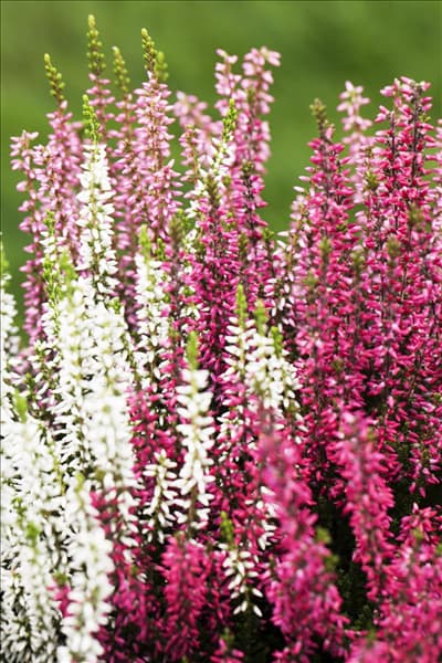 Calluna vulgaris Trio-Girls®