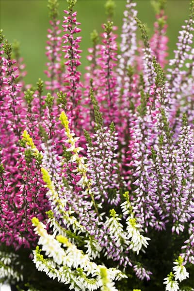 Calluna vulgaris Trio-Girls®