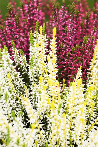 Calluna vulgaris Trio-Girls®