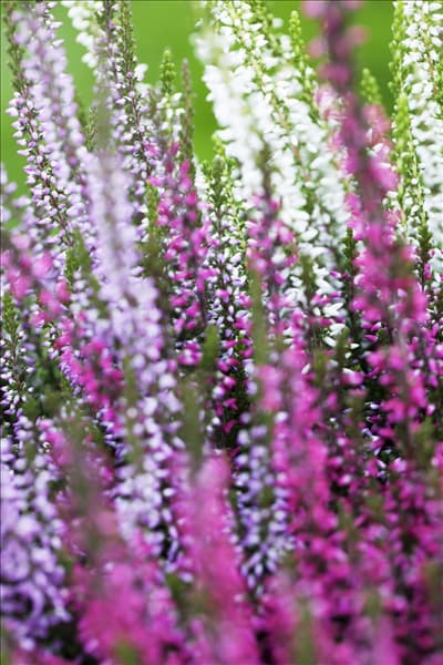 Calluna vulgaris Trio-Girls®