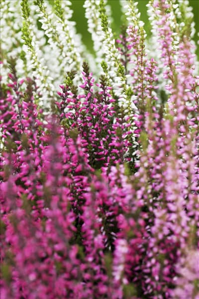 Calluna vulgaris Trio-Girls®