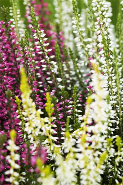 Calluna vulgaris Trio-Girls®
