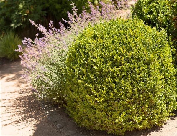 Buxus sempervirens var. arborescens, Kugel