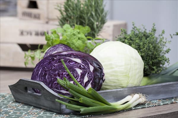 Brassica oleracea var. capitata f. rubra
