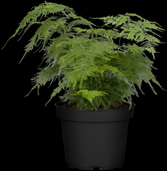 Asparagus setaceus