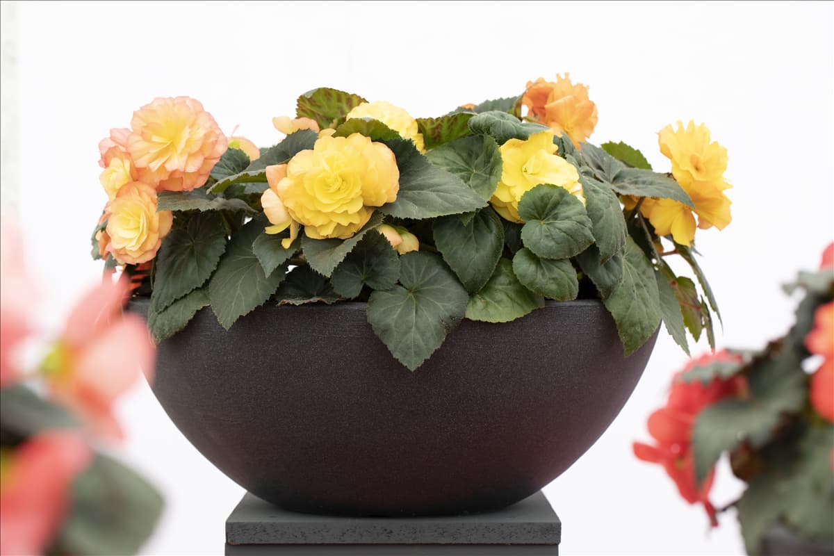 Begonia x tuberhybrida 'Prism Sunset'
