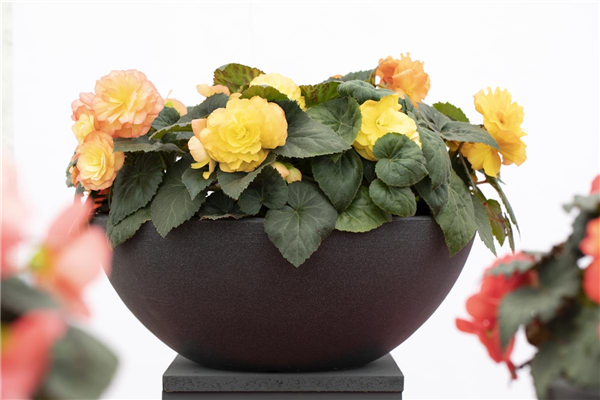 Begonia x tuberhybrida 'Prism'