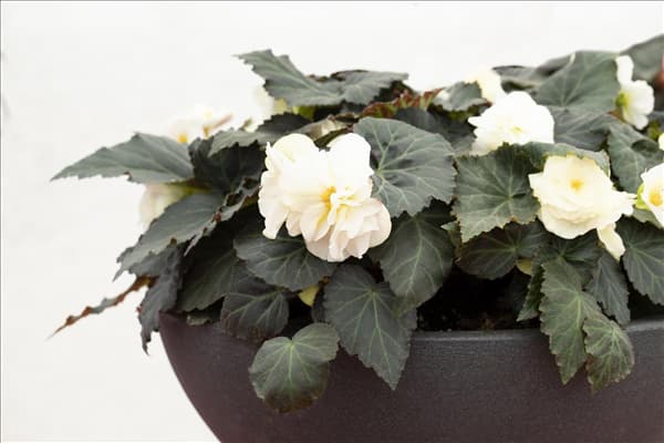 Begonia x tuberhybrida 'Prism White'