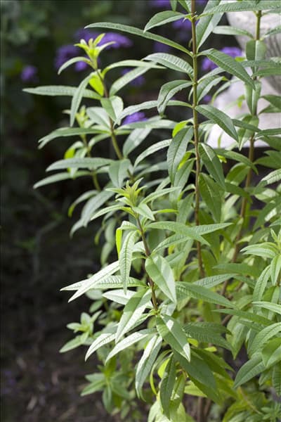 Aloysia triphylla