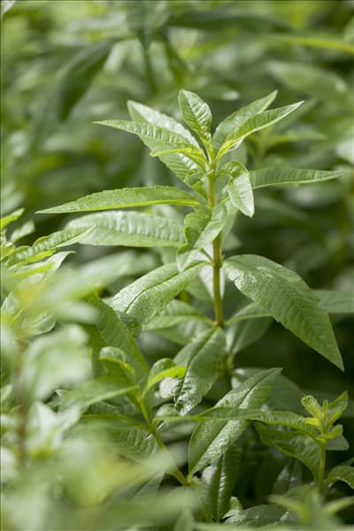 Aloysia triphylla