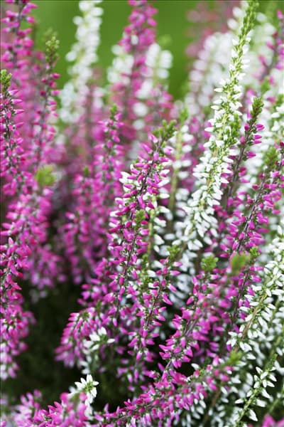 Calluna vulgaris Twingirls®