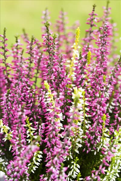 Calluna vulgaris Twingirls®