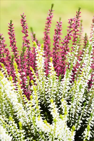 Calluna vulgaris Twingirls®