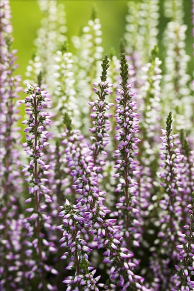 Calluna vulgaris Twingirls®