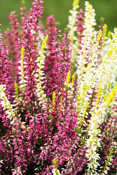 Calluna vulgaris Twingirls®