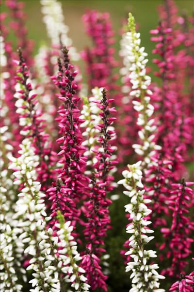 Calluna vulgaris Twingirls®