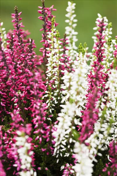 Calluna vulgaris Twingirls®
