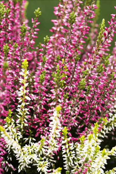 Calluna vulgaris Twingirls®
