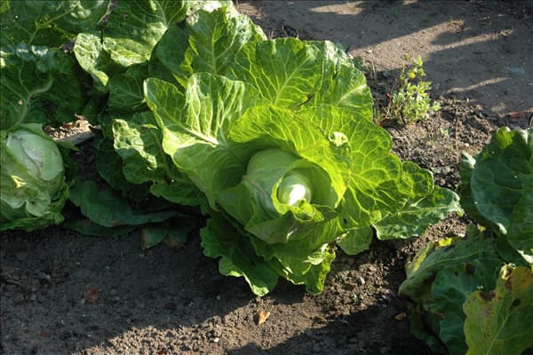 Brassica oleracea var. capitata f. alba subv. conica