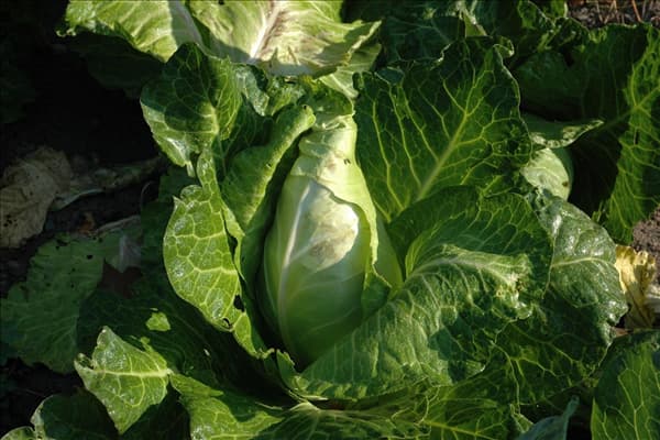 Brassica oleracea var. capitata f. alba subv. conica