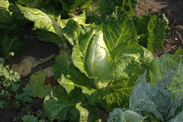 Brassica oleracea var. capitata f. alba subv. conica