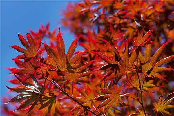Acer palmatum 'Trompenburg'