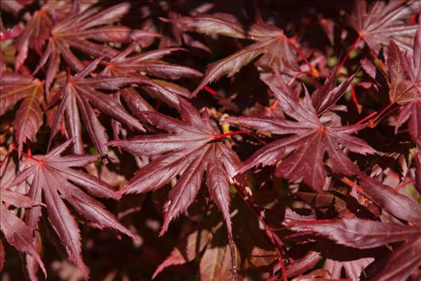 Acer palmatum 'Trompenburg'